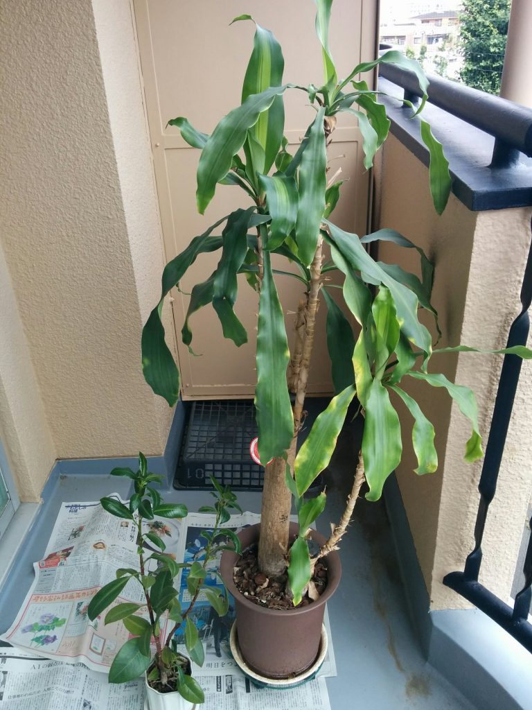 幸福の木 復活大作戦 町田市成瀬のfuturebase フューチャーベース